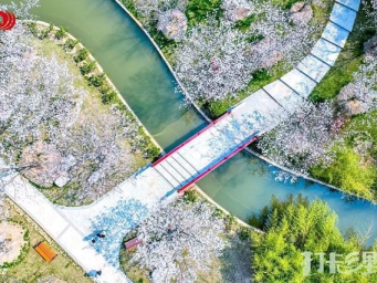 魔都天花板级别赏樱地竟藏在金山？