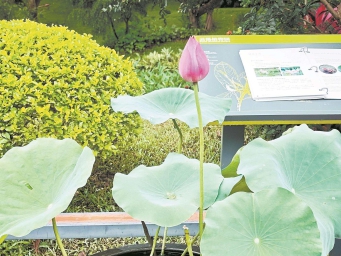 太空育种品种“太空红旗”首次亮相。