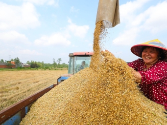 河南光山：抢收小麦 颗粒归仓