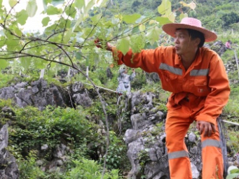 石缝生金，都安毛葡萄酿出共富路