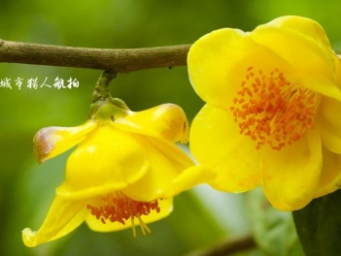 防城港金花茶开啦，满眼都是金黄色