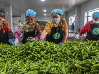 探访江西高安富硒辣椒产业园 乡村振兴如此多 “椒”