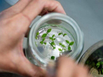 云南兰坪：蓝莓产业铺就乡村振兴“甜蜜路”