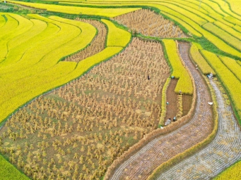 贵州黔西：水稻开镰收割