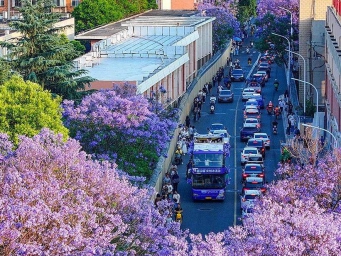 云南昆明：蓝花楹如期开放引游人观赏