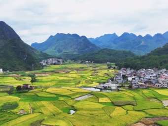 风吹稻浪满金黄！河池45万亩早稻进入收割期